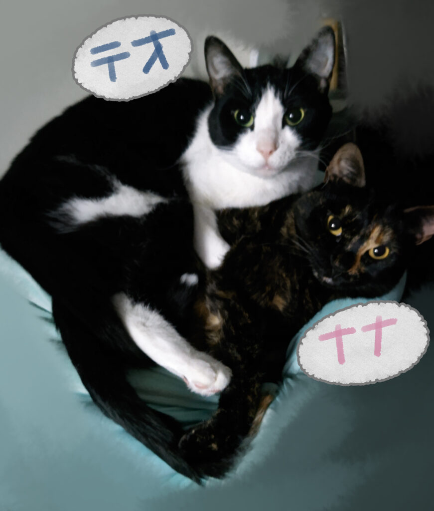 白黒がテオ、錆がナナ